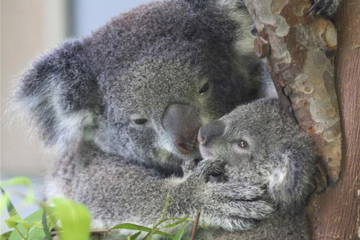Chine: bébé koala dans un zoo de Nanjing