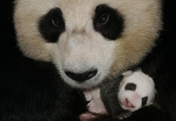 Chine : la "formation" du panda géant Taotao