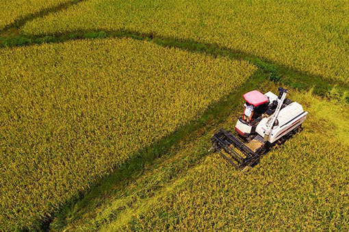 Récolte du riz dans le sud-ouest de la Chine