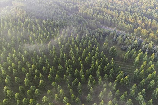 prostituée chinoise en afrique