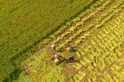 Récolte du riz dans le centre de la Chine