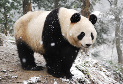 Arrivée d'un couple de pandas géants au Japon