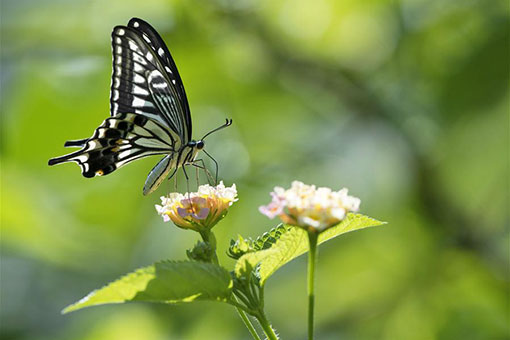 Chine : papillons dans un parc dans le Fujian