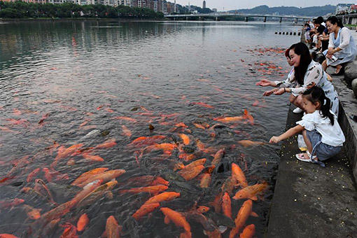 Chine: des poissons dans la rivière Tongshanxi