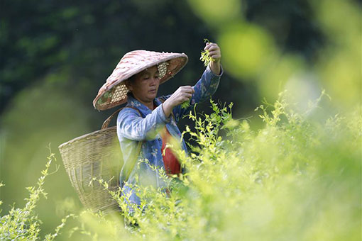 Chine: saison de la récolte d'automne de thé