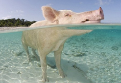 Big Major Cay : heureux comme un cochon