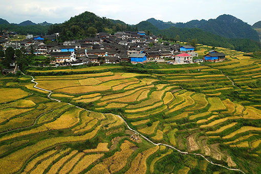 Paysages de rizières à travers la Chine