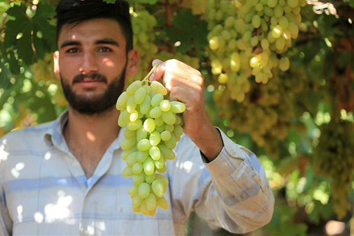 Récolte des raisins en Cisjordanie