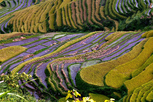 Chine : paysage automnal de champs en terrasses