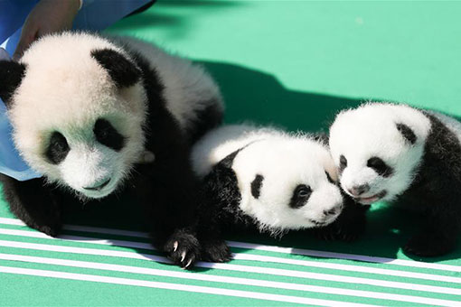 Chine : des bébés pandas géants à Chengdu
