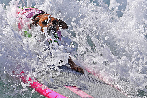 Compétition de surf canin en Californie