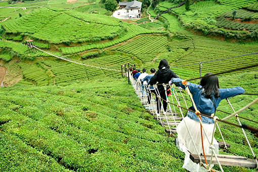 Des touristes dans une plantation de thé dans le centre de la Chine