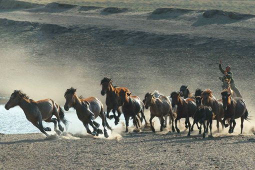 Des gardiens de troupeaux dressent des chevaux dans le nord de la Chine
