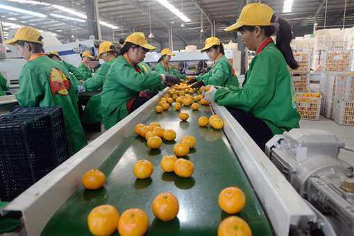 Chine : récolte d'oranges dans la province du Jiangxi