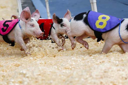 Etats-Unis : course de cochons à Los Angeles