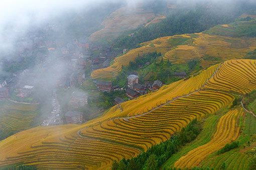 Paysage de champs en terrasses dans le sud de la Chine