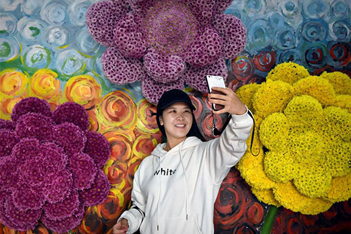 Chine: des chrysanthèmes au Henan