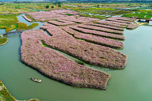 Chine: des fleurs dans le site pittoresque de Qianduo au Jiangsu
