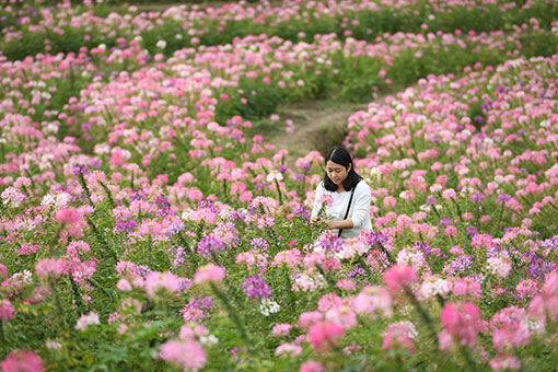 Fleurs dans le sud-est de la Chine