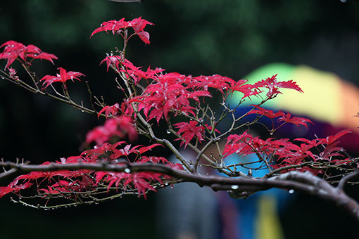 Chine: feuilles d'érable dans un parc à Yangzhou