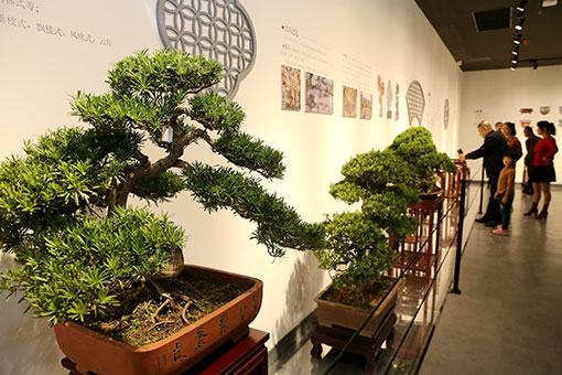 Un musée du bonsaï dans l'est de la Chine