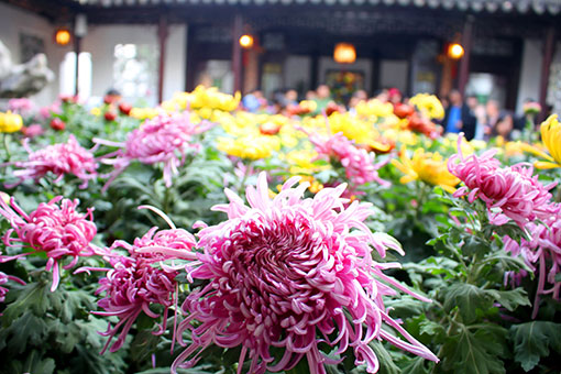Une exposition de chrysanthèmes dans l'est de la Chine