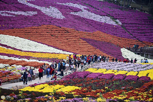 Paysage de chrysanthèmes dans le sud-ouest de la Chine
