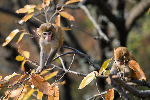 D'adorables singes dans un site touristique dans l'est de la Chine