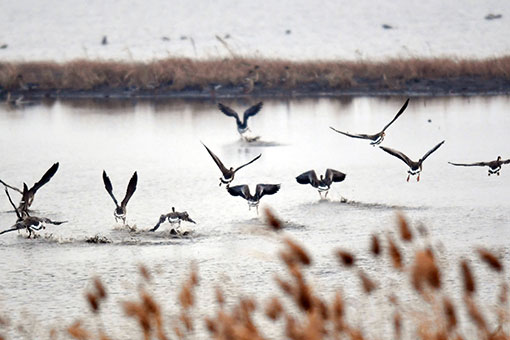 Des oiseaux migrateurs dans le nord-est de la Chine