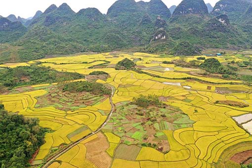 Paysages de rizières dans le sud de la Chine