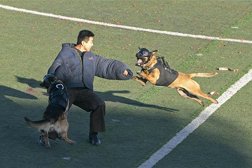 Chine : concours national de compétences de chiens policiers