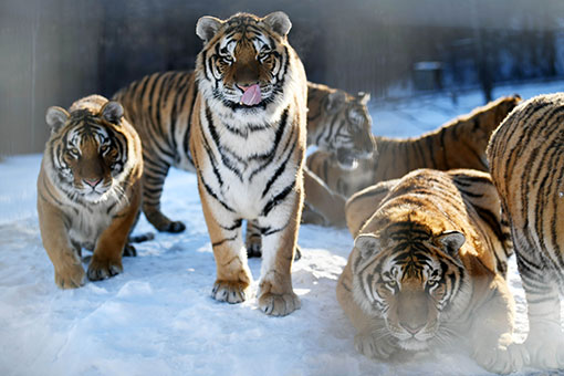 Chine: des tigres de Sibérie dans un centre d'élevage
