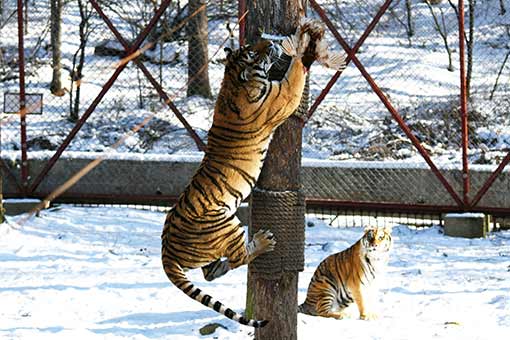 Chine: des tigres de Sibérie dans le nord-est