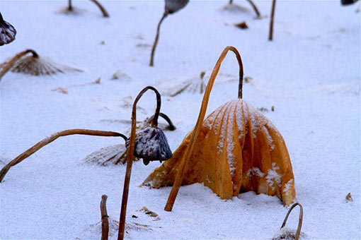 Photos : des lotus flétris recouverts de neige