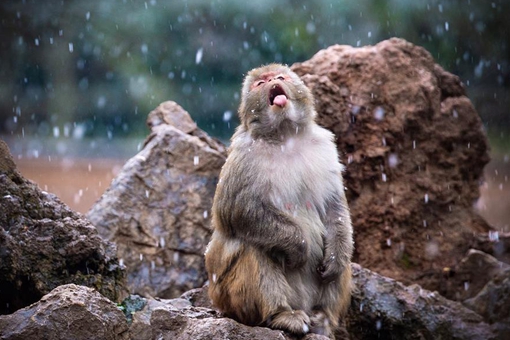 Chine: des macaques dans un zoo de Nanjing