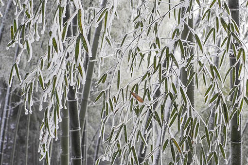 Forêt de bambou après la neige dans l'est de la Chine