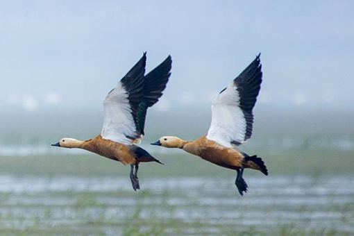 Chine: oiseaux migrateurs au lac Poyang