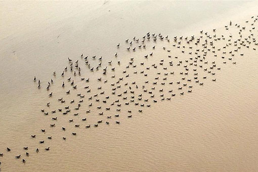 Des oies sauvages dans une zone humide dans le centre de la Chine