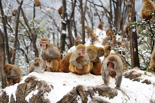 Chine: des singes dans la neige au Guizhou