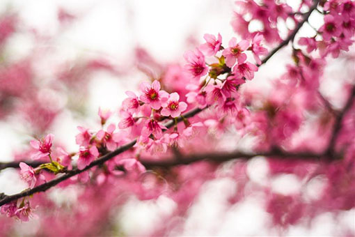 Fleurs de cerisier dans le sud-ouest de la Chine