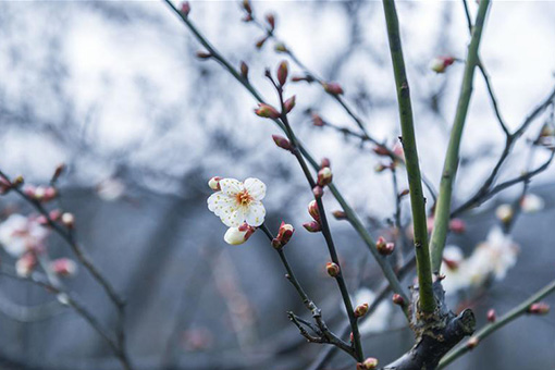 Chine : fleurs de prunier à Hangzhou