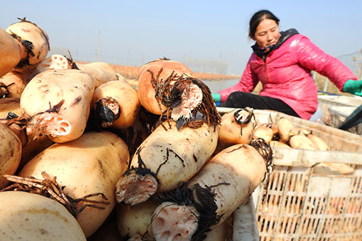 Chine : récolte de racines de lotus dans l'est