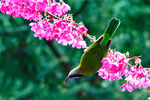 Oiseaux et fleurs dans le sud-est de la Chine