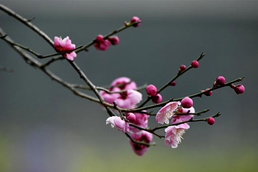 Fleurs de prunier dans le centre de la Chine