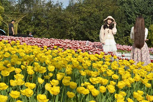 Chine : tulipes au Guangxi lors de la fête du Printemps