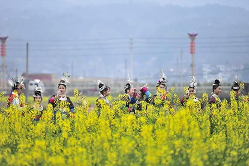 Chine: fleurs de colza dans le sud-ouest