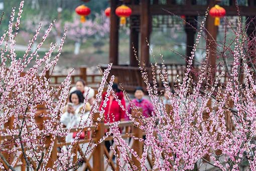 Chine : arbres en fleurs lors de la fête du Printemps