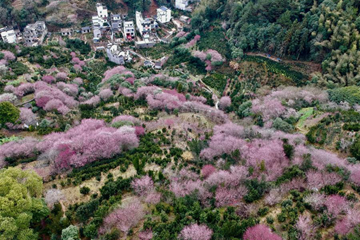 Chine : floraison des pruniers dans un village de l'est