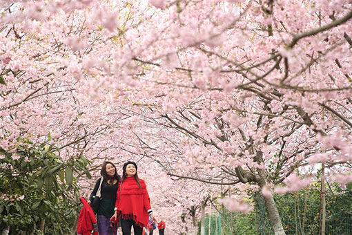Chine: fleurs de cerisier dans le sud-ouest