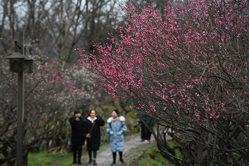 Fleurs de prunier dans l'est de la Chine